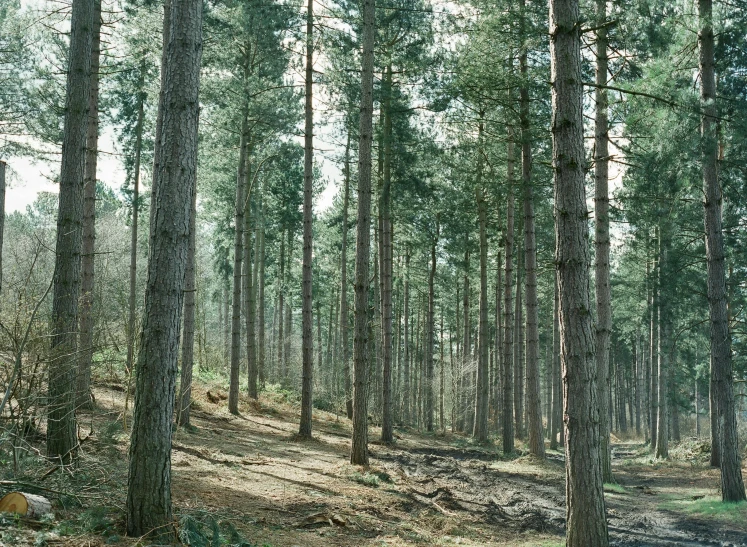 a forest filled with lots of tall trees, inspired by Thomas Struth, unsplash, medium format. soft light, forest plains of yorkshire, 2000s photo, ((trees))