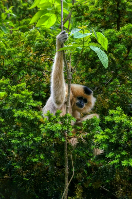 a giraffe hanging upside down from a tree, a digital rendering, by Jan Tengnagel, sumatraism, snow monkeys at the mountain spa, slide show, made of bamboo, telephoto