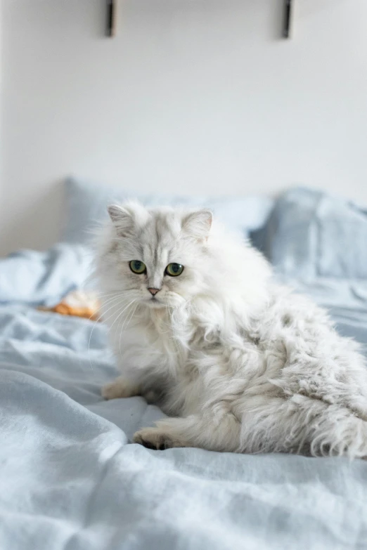 a fluffy white cat sitting on top of a bed, by Julia Pishtar, silver curly hair, white and pale blue, high-quality photo, looking serious