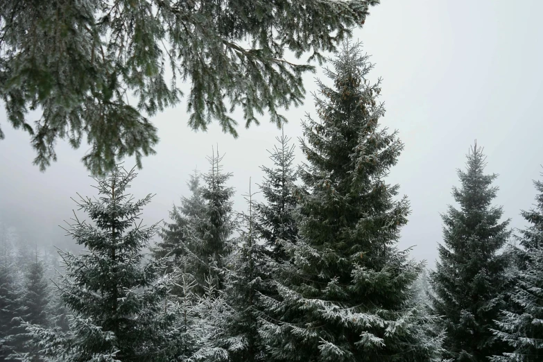 a man riding skis down a snow covered slope, by Adam Szentpétery, hurufiyya, sparse pine trees, (3 are winter, moist foggy, iphone picture