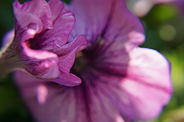 a close up of a flower with a blurry background, by Carey Morris, pexels contest winner, shades of purple, angel's trumpet, pinks, in the sun