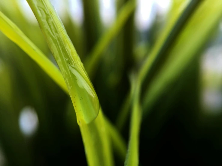 a close up of a plant with water droplets on it, a macro photograph, by David Simpson, unsplash, photorealism, fake grass, hd footage, very crisp details, close-up product photo