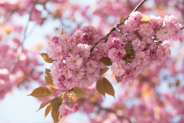 a close up of some pink flowers on a tree, inspired by Miyagawa Chōshun, trending on unsplash, no cropping, ernst haekel, sakura, full frame image