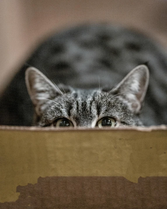 a cat that is laying down in a box, by Matija Jama, pexels contest winner, hiding behind obstacles, non-binary, hunting, made of cardboard