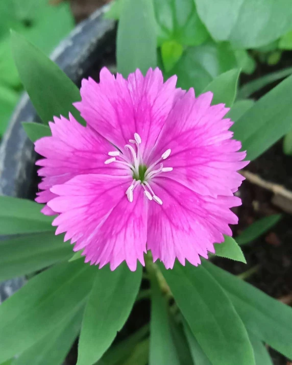 a close up of a pink flower in a pot, standing triumphant and proud, tufted softly, no cropping, multicolored