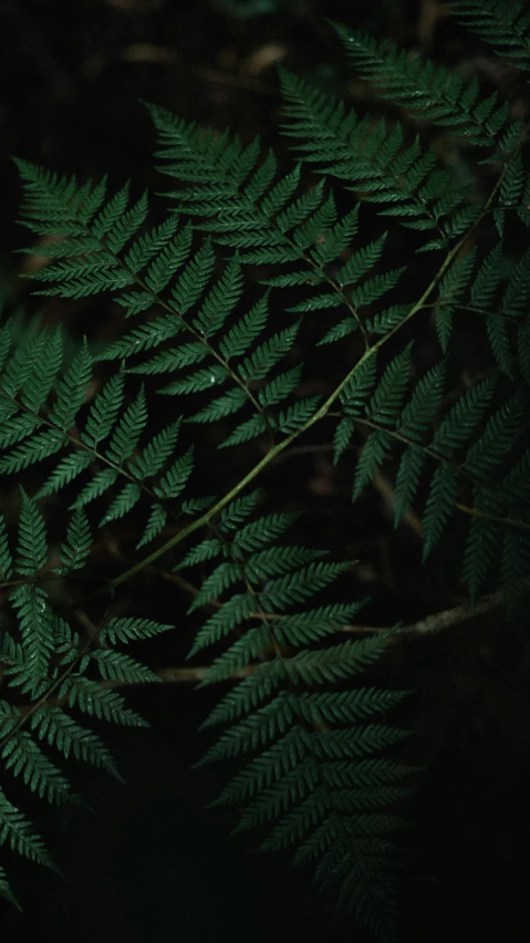 a close up of a fern leaf on a dark background, an album cover, inspired by Elsa Bleda, pexels contest winner, hurufiyya, in a redwood forest, nature documentry footage, taken on iphone 1 3 pro, portrait shot 8 k