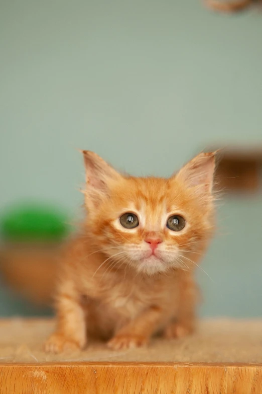 a small orange kitten sitting on top of a wooden table, a picture, shutterstock contest winner, head shot, getty images, sad green eyes, scientific photo