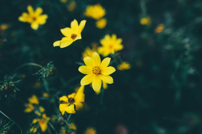 a bunch of yellow flowers sitting on top of a lush green field, trending on unsplash, minimalism, on a dark background, 🌸 🌼 💮, miniature cosmos, casey cooke