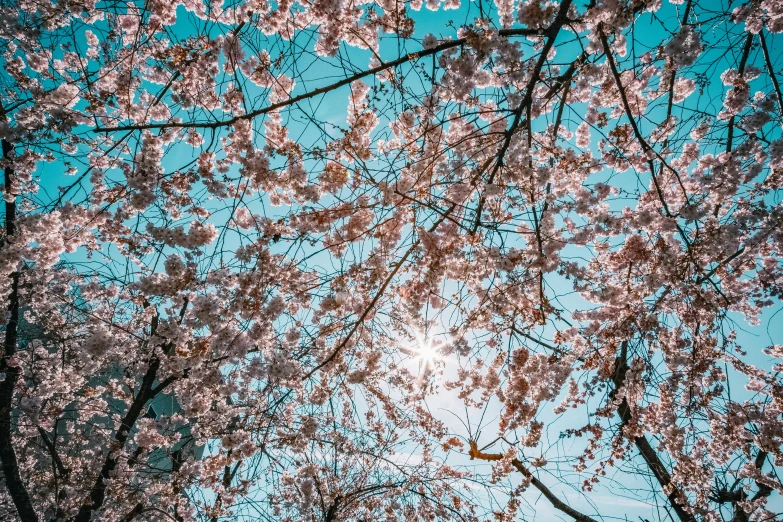 the sun shines through the branches of a cherry tree, by Niko Henrichon, unsplash, 🎀 🗡 🍓 🧚, sun-hyuk kim, cotton candy trees, 1024x1024