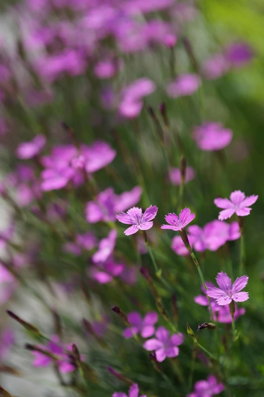 a bunch of purple flowers sitting on top of a lush green field, flax, with soft pink colors, subtle detailing, zoomed in