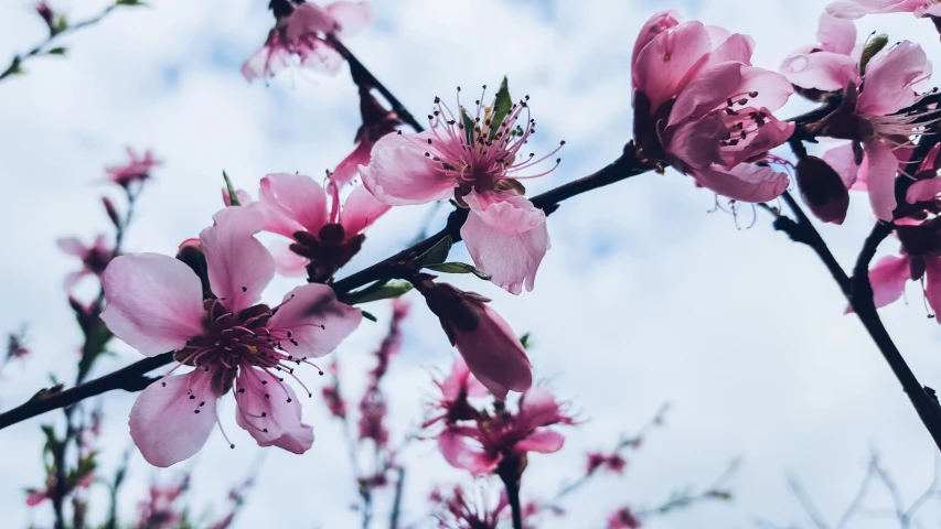 a close up of some pink flowers on a tree, trending on unsplash, low angle facing sky, peaches, background image, thumbnail