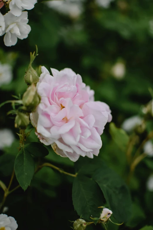 a pink rose is blooming in a garden, inspired by Charlotte Nasmyth, unsplash, renaissance, mint, wide, old english, white