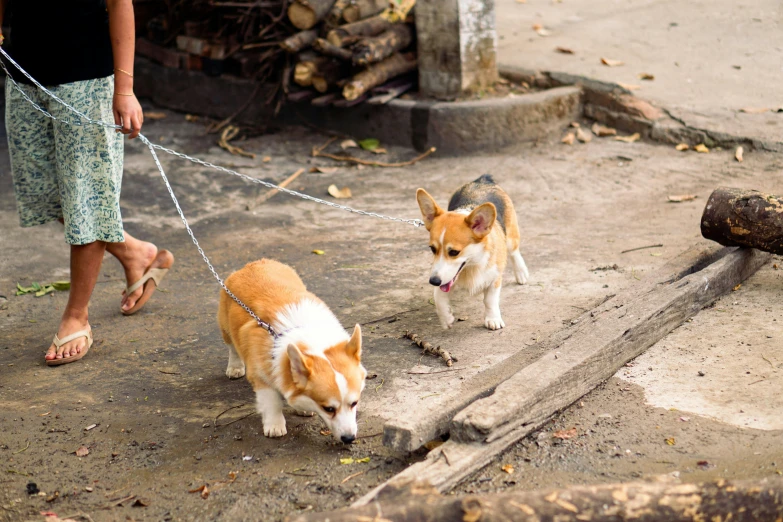 a couple of dogs that are on a leash, by Emma Andijewska, shutterstock, sri lanka, corgi, urban surroundings, thumbnail