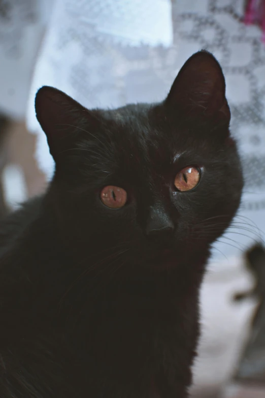 a black cat sitting in front of a window, gazing dark brown eyes, instagram picture, spherical black pupils, up-close