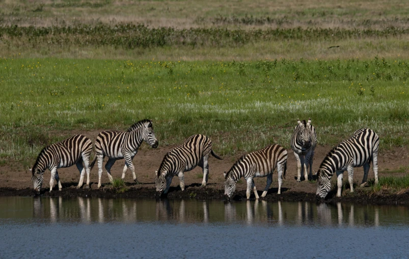 a herd of zebra standing next to a body of water, grasslands, slide show, no cropping, photographed for reuters