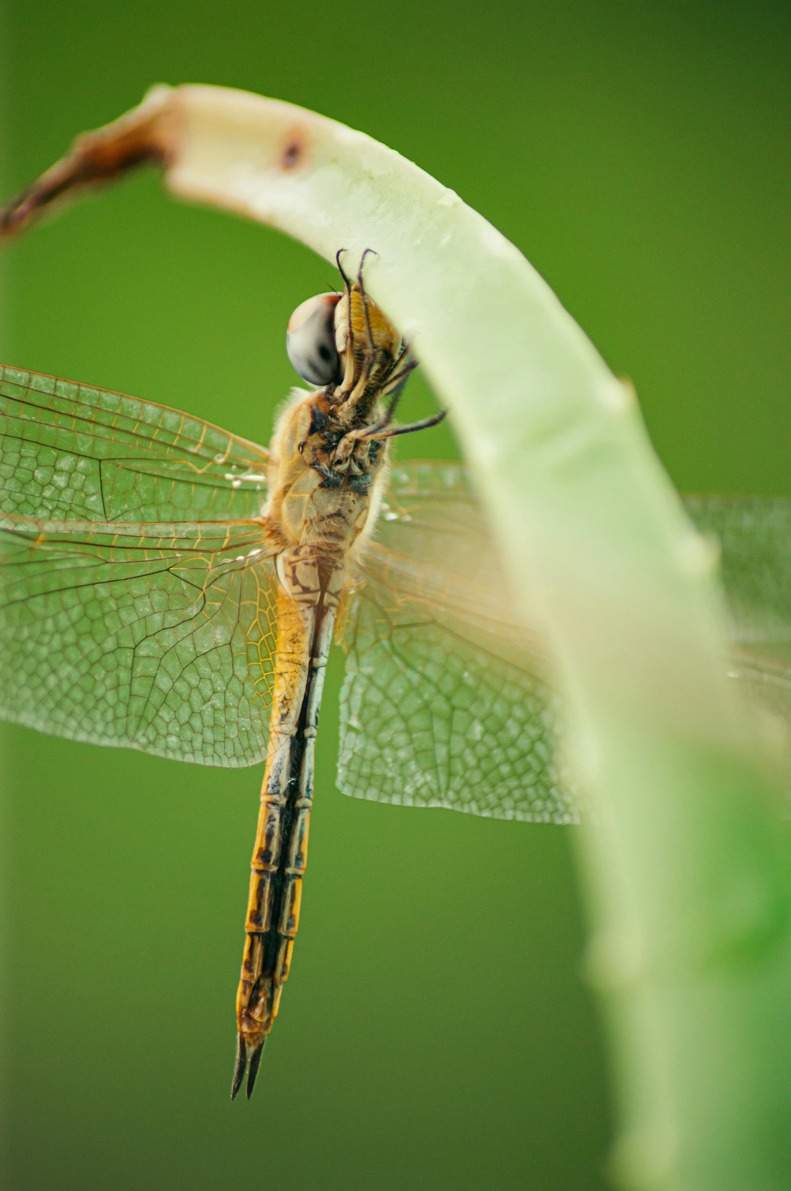 a dragonfly sitting on top of a leaf, a macro photograph, by David Simpson, half - length photo, canvas, grey, a tall