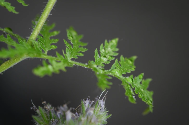 a close up of a plant with green leaves, a macro photograph, by Alison Watt, unsplash, on grey background, verbena, fern, pointè pose