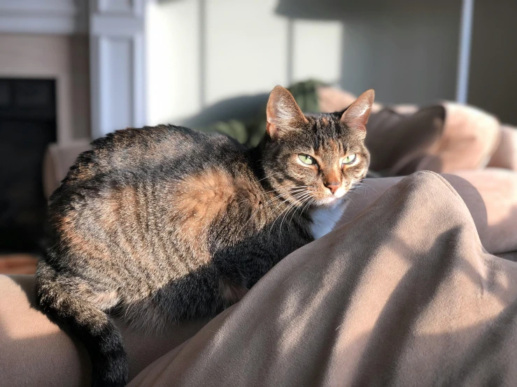 a cat sitting on a couch in a living room, sunbathed skin, she is facing the camera, distant photo