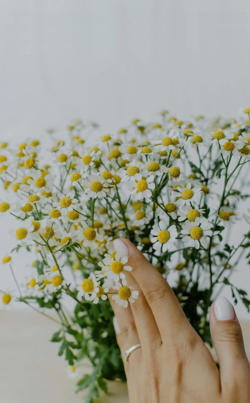 a woman's hand holding a bouquet of yellow and white flowers, trending on unsplash, minimalism, chamomile, low quality photo, unclipped fingernails, shot with sony alpha 1 camera