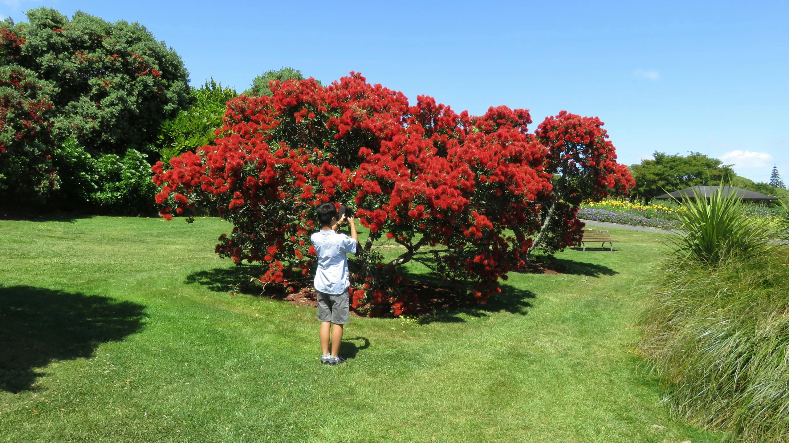 a man that is standing in the grass with a frisbee, by Betty Churcher, pexels contest winner, hurufiyya, draped with red hybiscus, huge central tree, new zeeland, taking a picture