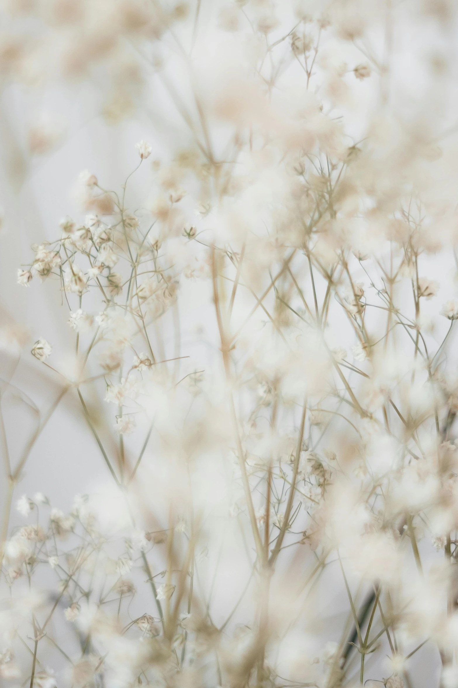 a close up of a bunch of white flowers, by Ruth Simpson, trending on unsplash, made of dried flowers, gentle mists, indoor picture, background image