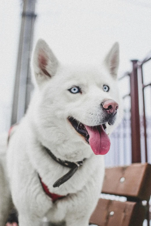 a white dog standing on top of a wooden bench, by Gavin Hamilton, trending on unsplash, with blue fur and blue eyes, close - up of face, inuit, white metal