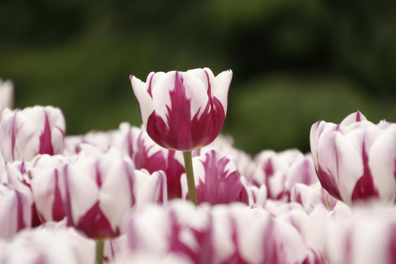 a bunch of pink and white tulips in a field, unsplash, striped, ornamental, taken with sony alpha 9, white