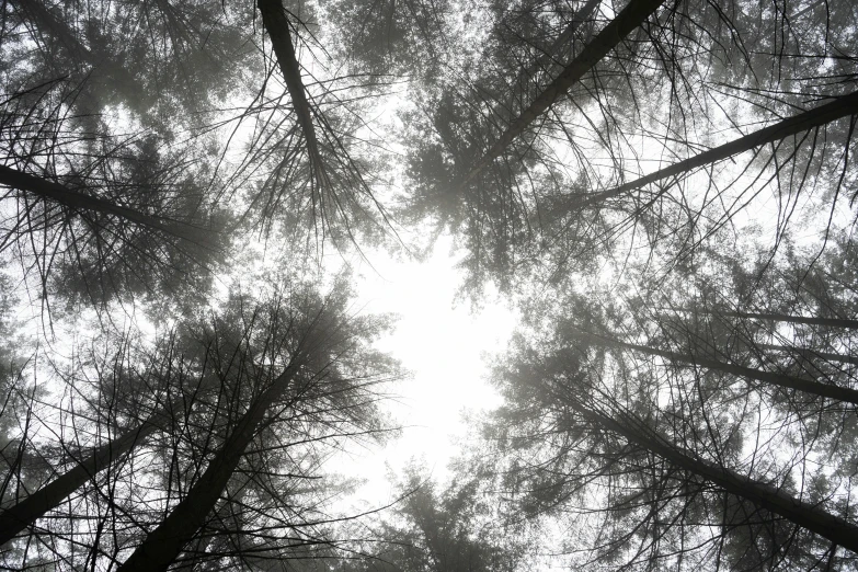 a forest filled with lots of tall trees, inspired by Pierre Pellegrini, unsplash, light and space, view from below, the sky is gray, halo above head, hemlocks