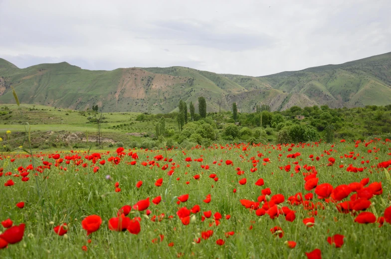 a field of red flowers with mountains in the background, by Muggur, pexels contest winner, hurufiyya, ayanamikodon and irakli nadar, green field with village ruins, high quality product image”