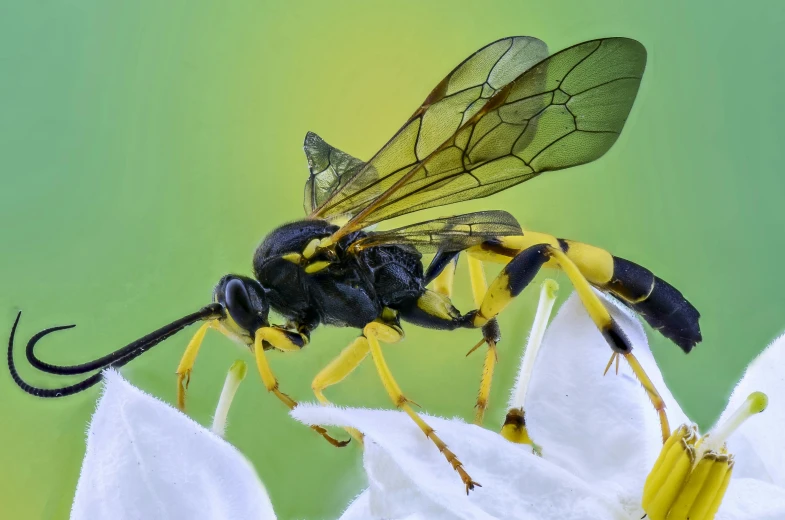 a wasp sitting on top of a white flower, by Jan Rustem, pexels contest winner, black and yellow colors, avatar image, islamic, hyper realistic color photo