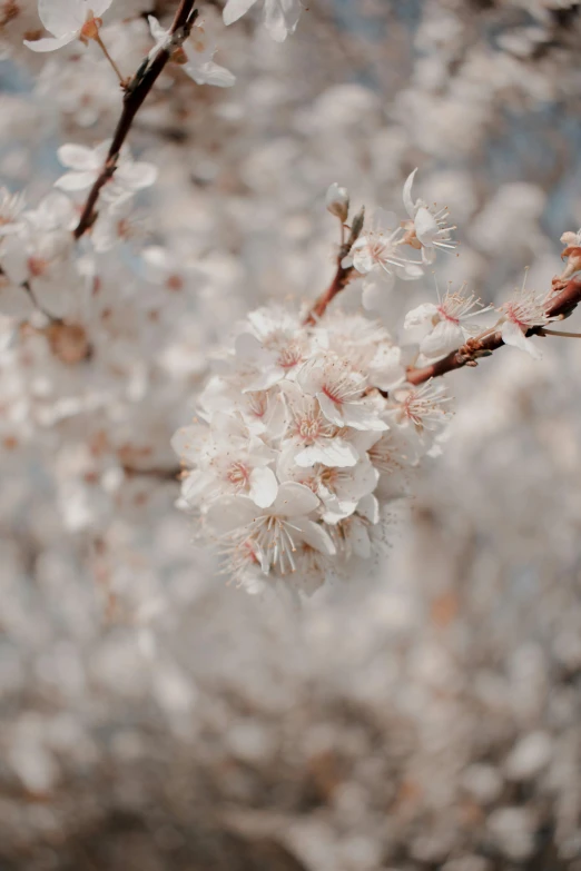 a bunch of white flowers on a tree, trending on unsplash, medium format, soft blush, cherry, uploaded