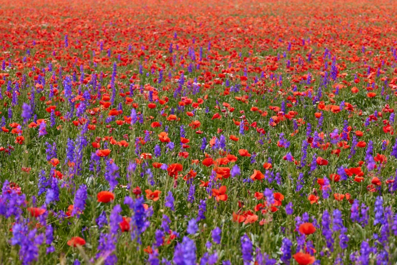 a field full of purple and red flowers, color field, high details photo