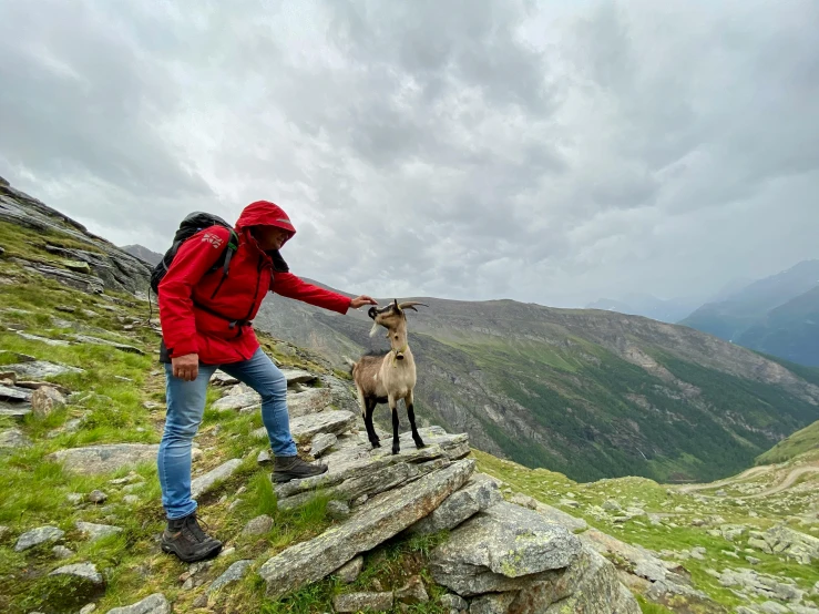 a man in a red jacket petting a goat, by Anna Haifisch, pexels contest winner, les nabis, hiking in rocky mountain, 🦩🪐🐞👩🏻🦳, during a thunderstorm, very very small goat