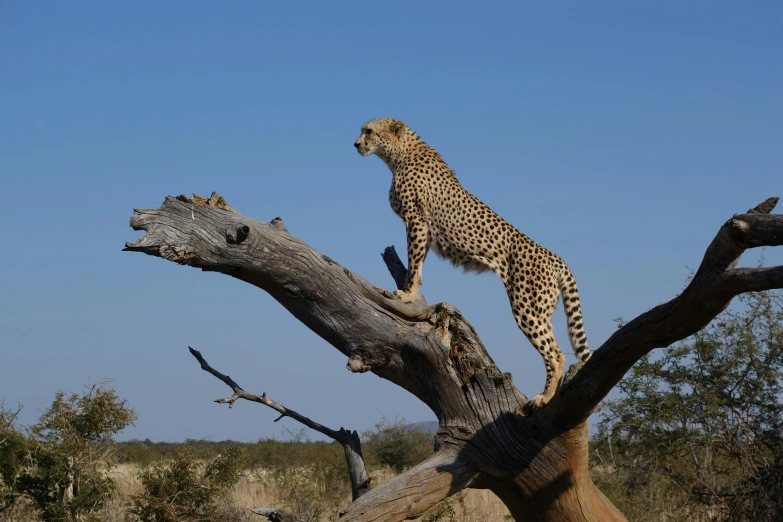 a cheetah standing on top of a dead tree, pexels contest winner, arabesque, sitting on top a table, a tall