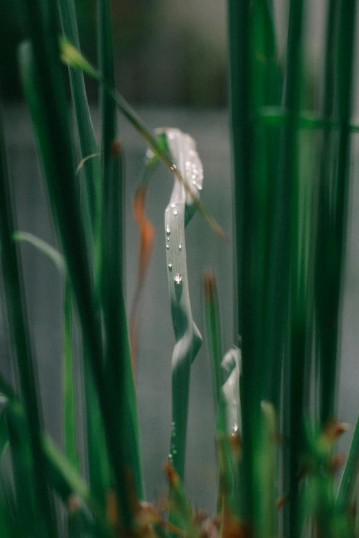 a close up of a plant with water droplets on it, unsplash, reeds, paul barson, overcast! cinematic focus, green iris
