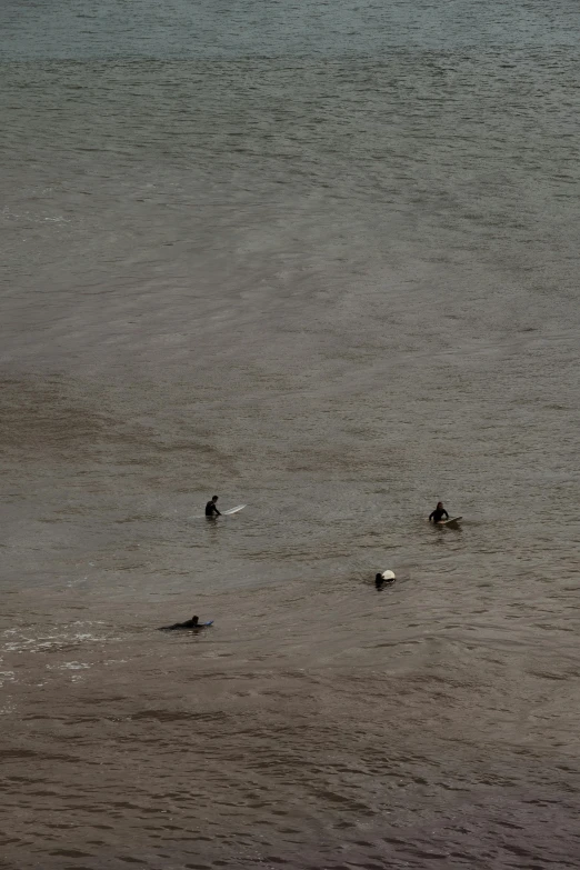 a group of people riding surfboards on top of a body of water, animals, seen from a distance, maryport, a high angle shot