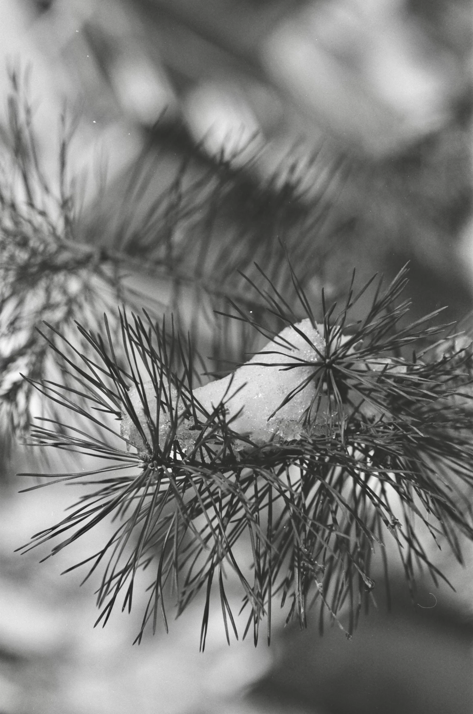 a black and white photo of a pine tree, light snow, close - up photograph, photographed on colour film, ( ( photograph ) )