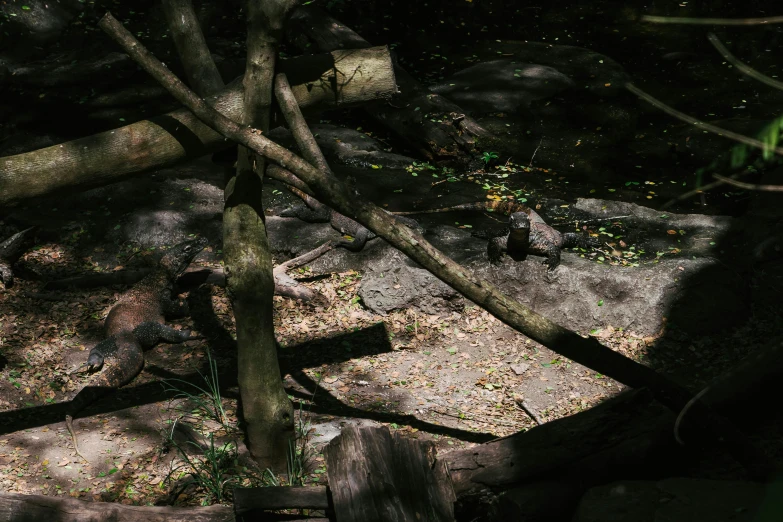 a couple of bears that are standing in the dirt, an album cover, inspired by Elsa Bleda, unsplash, australian tonalism, fallen trees, mysterious canyon streams, wooden structures, photo taken on fujifilm superia