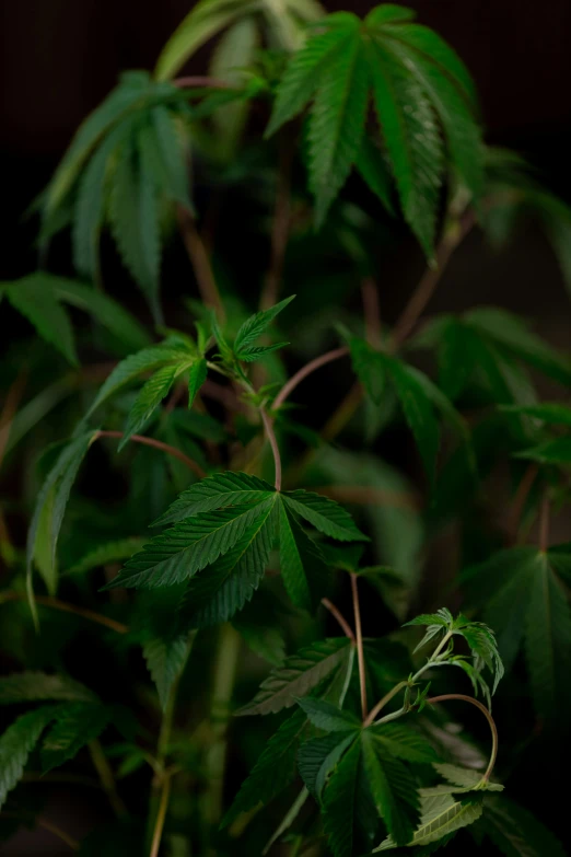a close up of a plant with green leaves, with green cannabis leaves, taken with sony alpha 9, full frame image