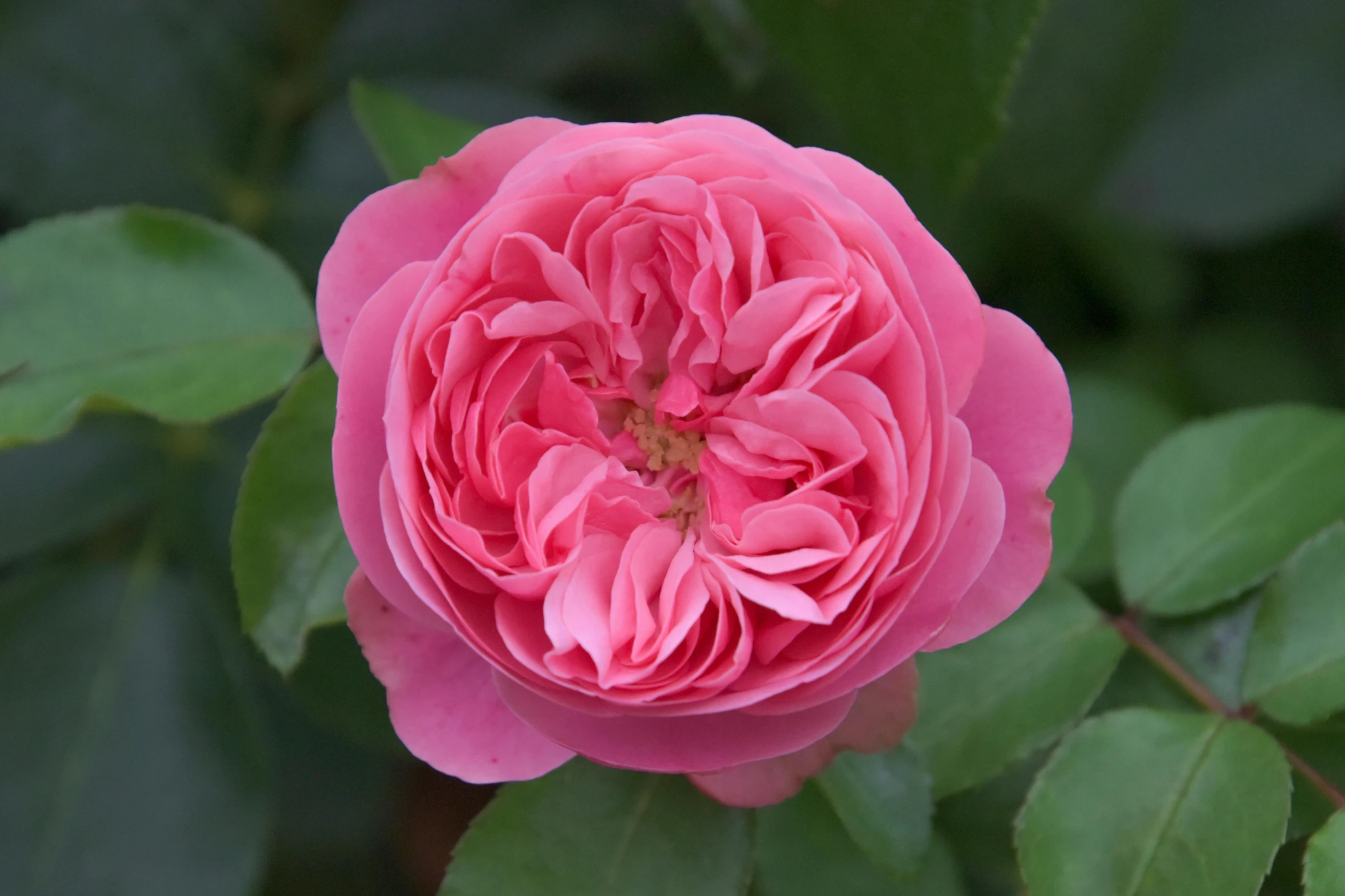 a close up of a pink rose with green leaves, inspired by Barbara Nasmyth, highly polished, tempting, mint, an award winning