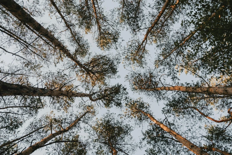 a group of tall trees in a forest, by Jaakko Mattila, unsplash, land art, view from below, ((trees))