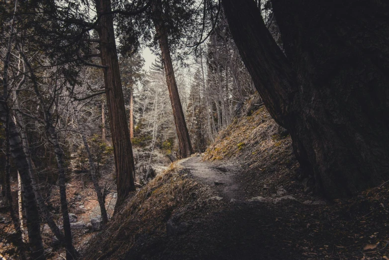 a dirt path in the middle of a forest, unsplash contest winner, desaturated and muted colors, detailed trees and cliffs, ((forest)), carson ellis