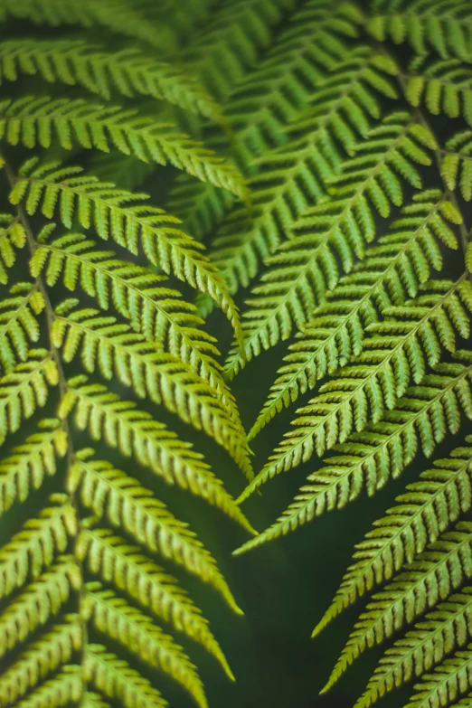 a close up view of a fern leaf, trending on pexels, acacia trees, intricate foreground, te pae, black fir