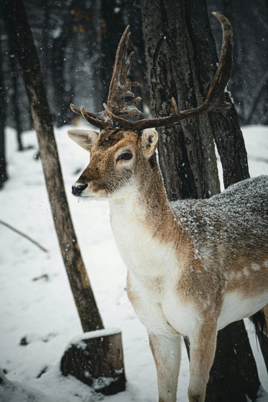 a deer that is standing in the snow