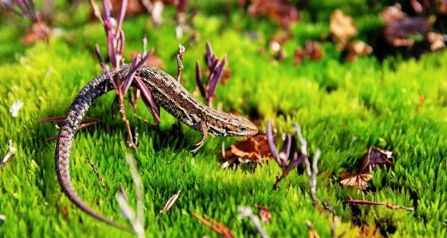 a lizard sitting on top of a lush green field, a macro photograph, by Tom Carapic, pixabay contest winner, renaissance, dried moss, purple mullet, forest floor, high detailed illustration