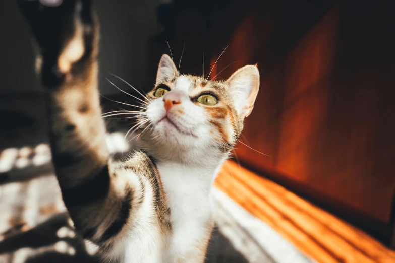 a cat reaching up to catch a frisbee, trending on pexels, visual art, taking a selfie, avatar image, cinematic-shot, giving the thumbs up