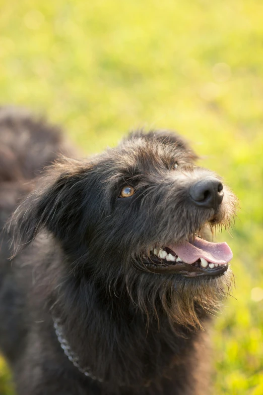 a black dog standing on top of a lush green field, scruffy facial hair, sun lit, close - up face, grey