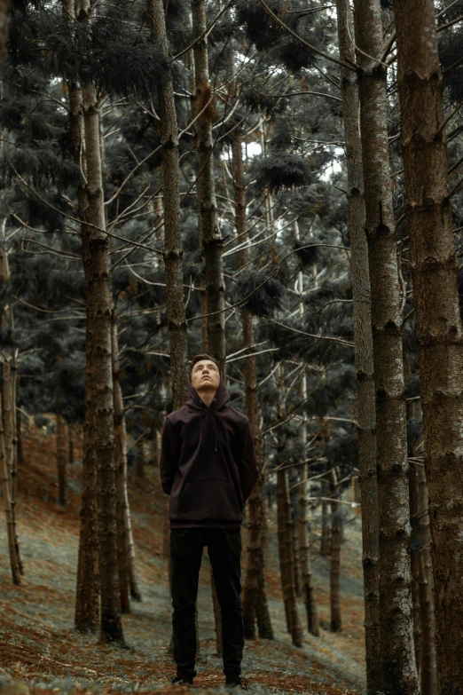 a man standing in the middle of a forest, an album cover, unsplash, realism, young man in a purple hoodie, ((trees)), cardboard, black fir