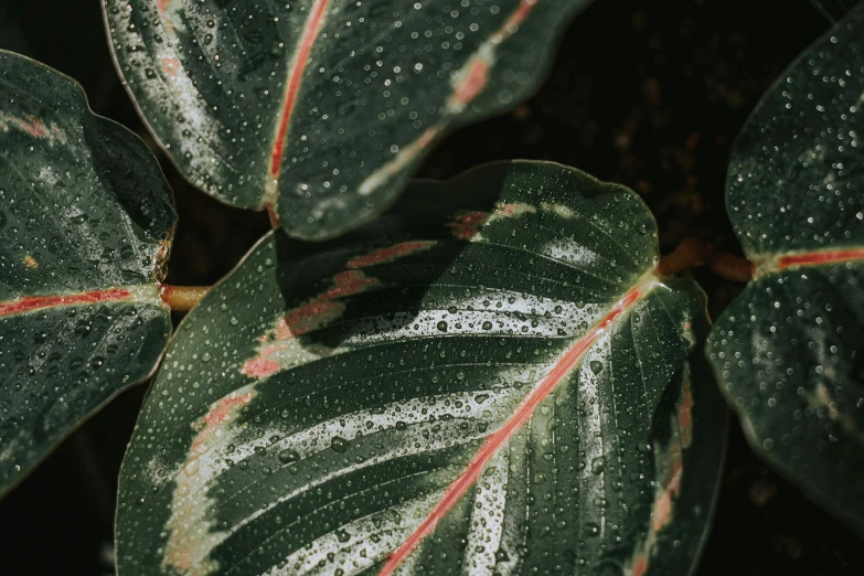 a close up of a plant with water droplets on it, trending on pexels, magnolia leaves and stems, alessio albi, multicolored, bald lines