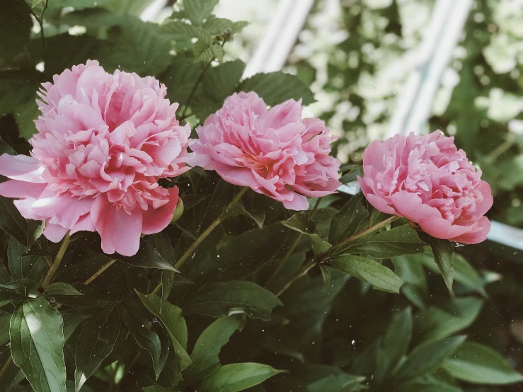 a group of pink flowers sitting on top of a lush green plant, a photo, unsplash, peony, lo - fi colors, ((pink)), over-shoulder shot